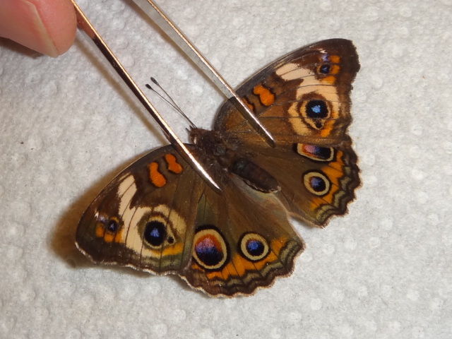 Junonia coenia (indiana 9443 aberration) Internet Image property of respective owner, non-commercial use only
